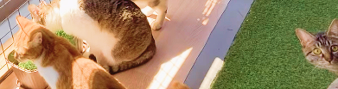 猫画像